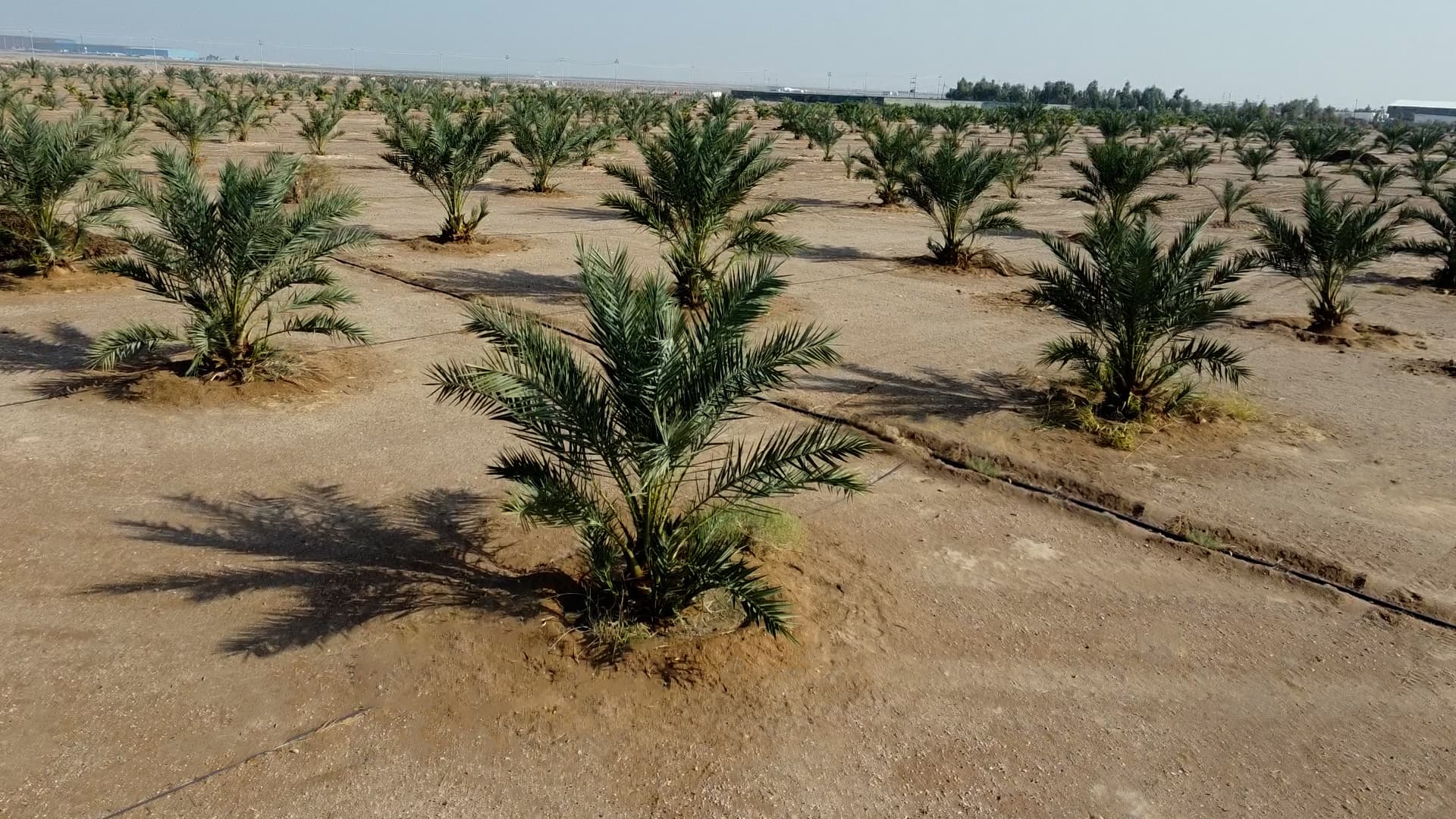 نظام الري المحوري